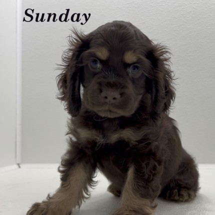 puppy, for, sale, Cocker Spaniel, Joe & Cherri  Overlease, dog, breeder, Miller, MO, dog-breeder, puppy-for-sale, forsale, nearby, find, puppyfind, locator, puppylocator, aca